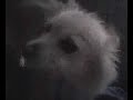 Foxxy 1 Foxxy 1