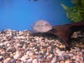 Cichlids Cichlids