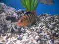 Cichlids