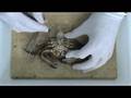 Anatomía externa de Liocarcinus puber macho