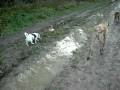 videos de Lichtenrade 2