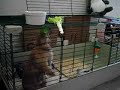 bunny eating 1