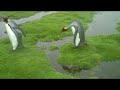 The original can be found here: www.youtube.com All footage and music is owned by the original creator of the video. No revenue will be made by SlurpyJ. Music by Kevin MacLeod Filmed by Carole Anne and Ron (Ron's surname unknown, or perhaps he doesn't have a surname. It's very mysterious) The penguins are trained actors and as such will be benefiting greatly from the exposure. Paul grem edited the original video (he paused the video occasionally and added subtitles)