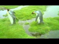 The Penguin Dilemma - Translation