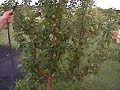 Gardening Foliar Spray Gardening Foliar Spray