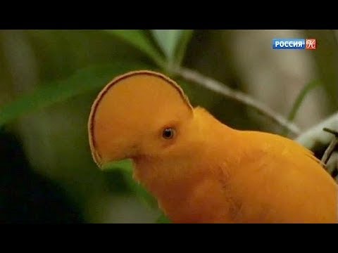 Бразилия