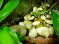 Cuatro Bombinas Orientalis y el terrario donde habitan