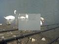 Guarda video