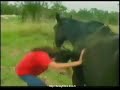 Chevaux