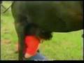 Chevaux