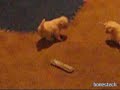 PUPPY DRIFT