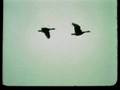 Canada Goose ID Part 5 of 7 - ADVANCED ID SKILLS