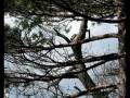 videos de Woodpecker