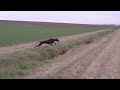 denetorn running like crazy