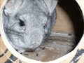 pedro the chinchilla and doc the guinea pig make their singing debut in this video.

we would like to announce that lucky records is now in business and our first cd release will be in nov 07
music for pets and people
this album wil contain songs/compositions especially written in colors and keys for your pets as well as your enjoyment. dedicated to lucky the chinchilla this cd will also contain remastered audio from youtube faves..like the piggys etc
please send 10 dollasr check/money order to
lucky records
770 e main street #309
lehi,utah 84043
two dollars of every sale goes to chinchilla rescue
join luckys wonder of chinchillas 
http://anntwo.proboards105.com/index.cgi

thank you very much!
jamie glaser 
www.jamieglaser.com
