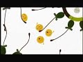 LocoRoco japanese TVCM LocoRoco japanese TVCM