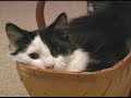Cute Cats Three Cute Cats Three