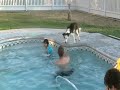 Border Collie Attacks Water! Border Collie Attacks Water!