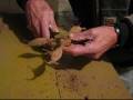 videos de Dividing Dahlia Tubers