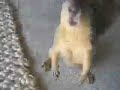 PIKKU-ORAVA - JYRKI BOY
