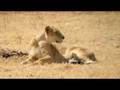 Tanzania on the Ground