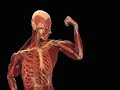 The Human Body - Unleashing the Full Power of The Muscle