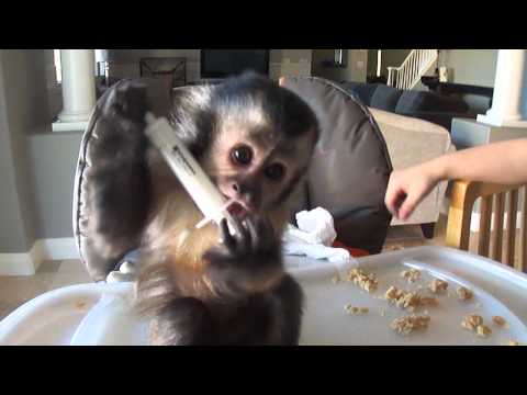 baby monkey nala takes her vitamins