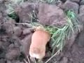 czaku? kopie w polu