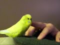 Chulo Scratching