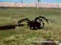 spider-dog
