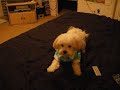Maltese vs. dust buster