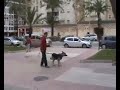 adiestramiento canino ADRican calpe-rayo