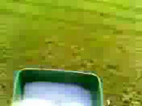 how to fertilize buffalo grass