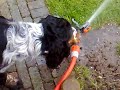 English Cocker spaniel Daimler 11 Months Sprinkler fight
