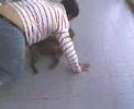 pelea de pitbull y humano