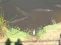 Nasty Croc River @ Kruger park South Africa 