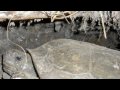 Gopher-Tortoise-Burr