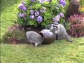 Racoons Playing