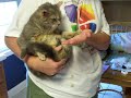 When kitty get\