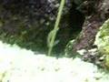Mantis shrimp eats sand eel