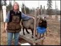 Combing Cashmere Goats - Part 1