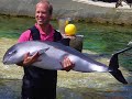 Captive Harbour Porpoises and SOS-Dolfijn