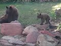 Bear Cub Nursing