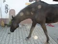 Horse Lord