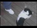 videos de retarded dog