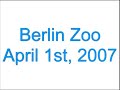 visiting polar bear knut at berlin zoo