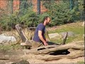 visiting polar bear knut at berlin zoo