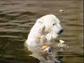 visiting polar bear knut at berlin zoo