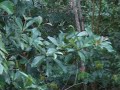 Golden mantled tamarin monkeys
