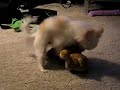 Tabby Loves her Bear 2 (long hair Chihuahua teacup)